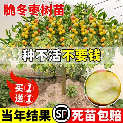 枣树活苗大超甜冬南北方种