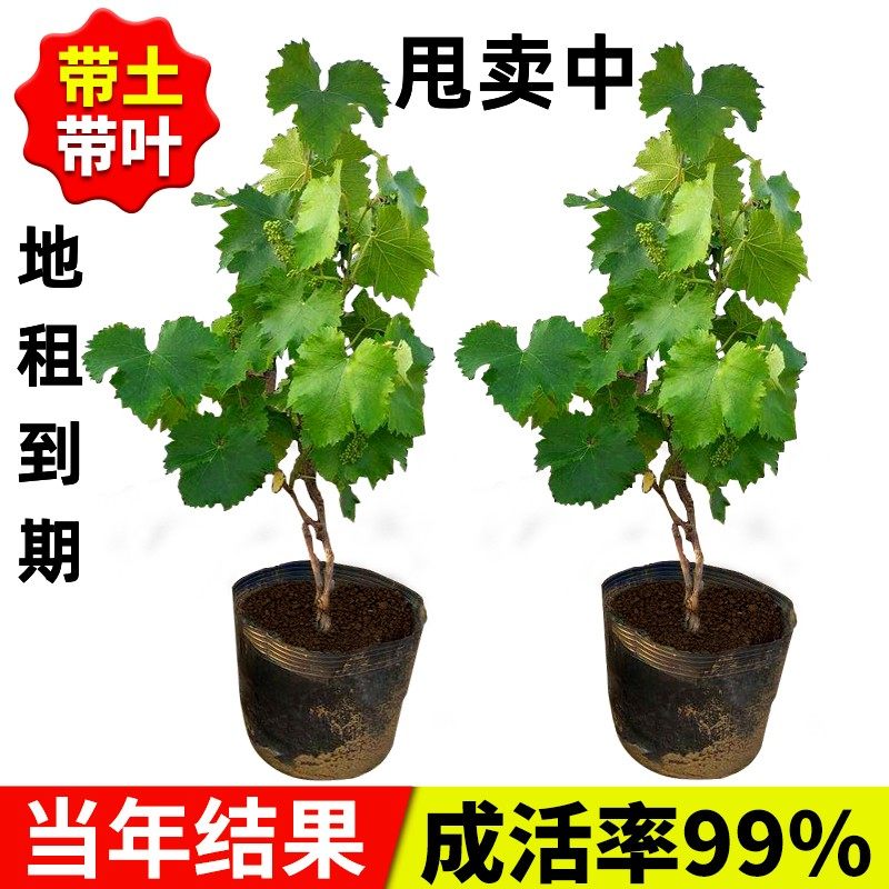 葡萄树苖蓝宝石阳光玫瑰北方耐寒南方种植盆栽带土带叶嫁接不搭架