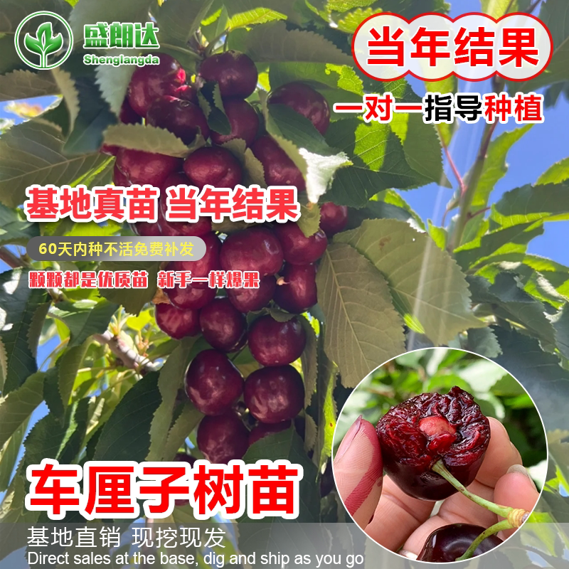 新品种早熟特大樱桃苗嫁接樱桃树苗南北方种植地栽果树不裂果福晨