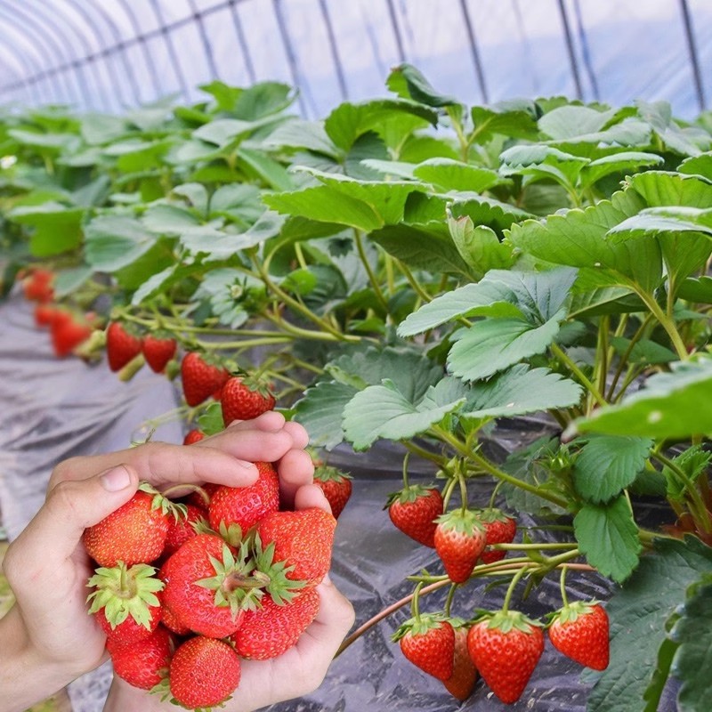 四季草莓苗奶油秧新苗大棚种