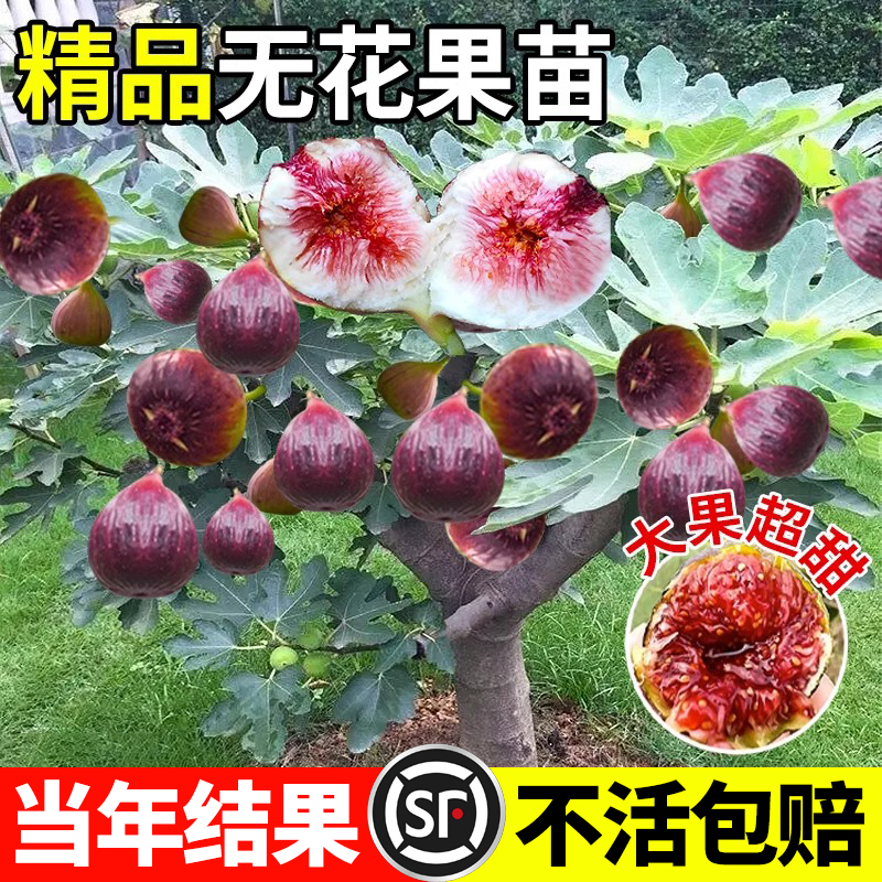 盛朗达无花四季种植果树