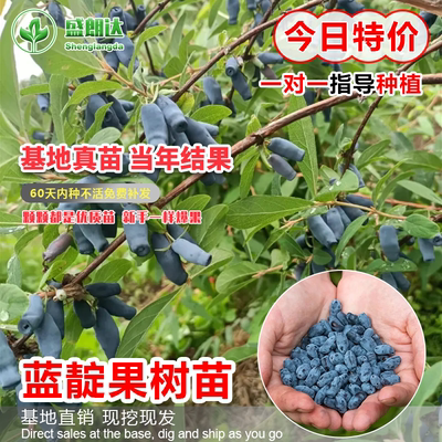 蓝莓茄子果树苗南方盆景庭院种植