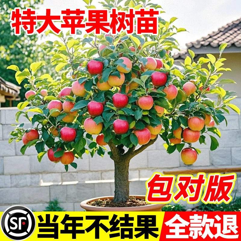 矮化苹果树果苗南方北方四季种植水果苗盆栽地栽果树种植当年结果图片