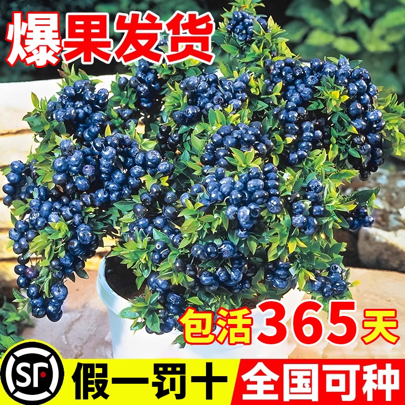 带果发蓝莓树果苗盆栽蓝梅树苗带大果草莓室内耐寒南北方四季结果