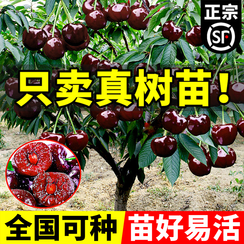 车厘子树苗正宗南北方种植四川耐寒嫁接苗特大号盆栽樱桃树苖大树
