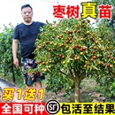枣树活苗果树南方北方带土球种植嫁接冰糖枣特大超甜沾化冬枣苗树