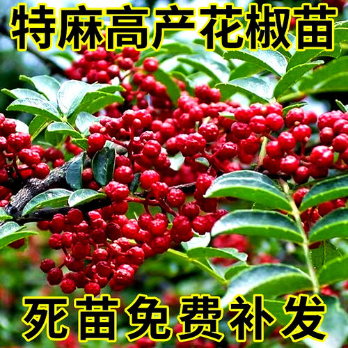 盛朗达大红袍花椒苗当年结果