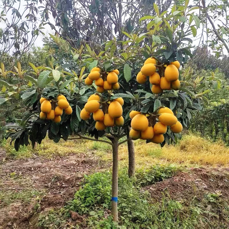 枇杷果苗无核砂糖树嫁接盆