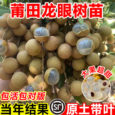 莆田龙眼树苖嫁接盆栽苗储