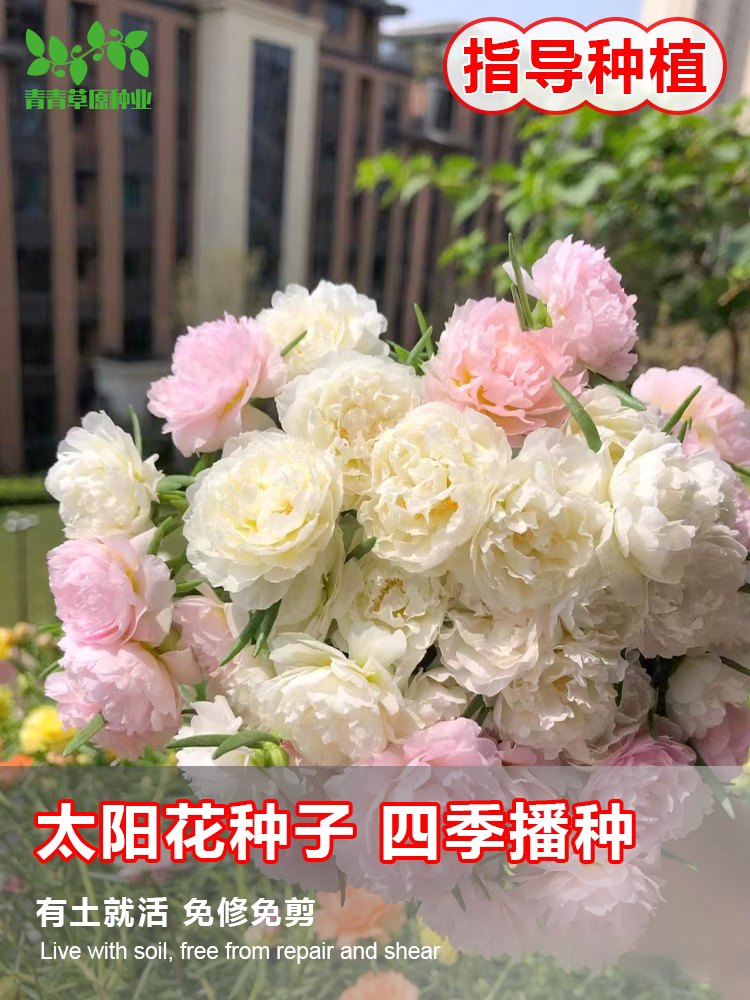重瓣太阳花种子混色四季开花不断波斯菊花籽庭院阳台百日草花种籽