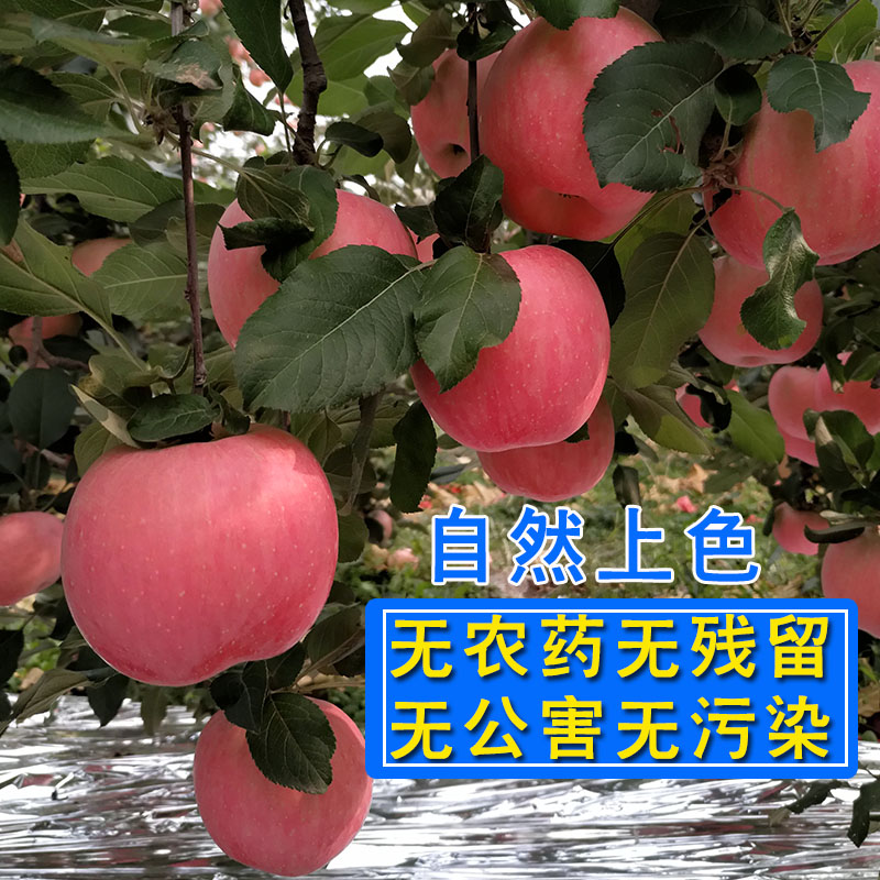河北红富士苹果新鲜水果超脆甜