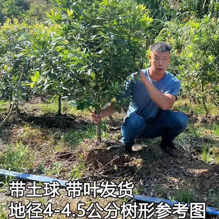 正宗东魁黑炭杨梅树大树苗嫁接当年结果盆栽果树果苗南方带大土球