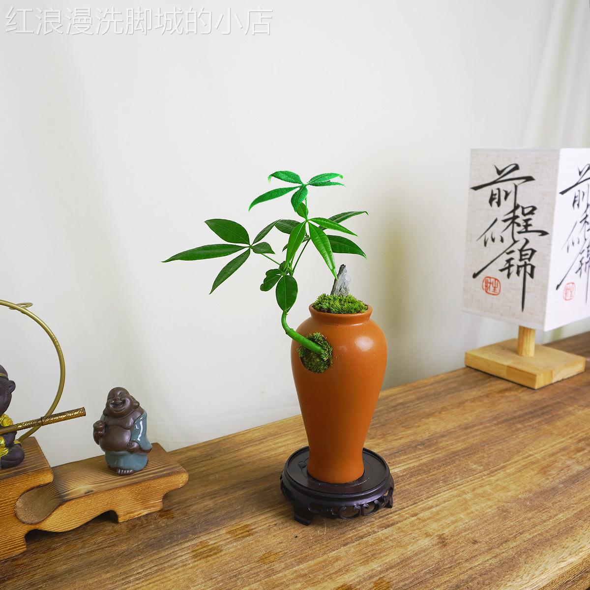 树盆景微景观财室内小盆栽中式禅意桌绿植办公桌茶面室植无品牌/
