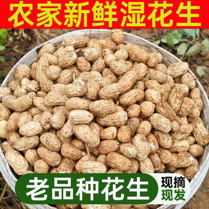 河南头茬新鲜现挖带壳花生3斤5斤