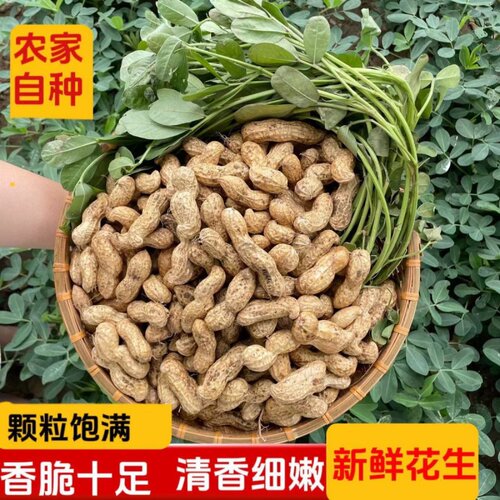河南头茬新鲜现挖带壳花生3斤5斤