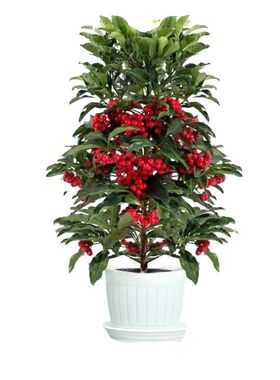 富贵籽盆栽带红果室内客厅金玉满堂黄金万两招财旺宅植物年宵花卉