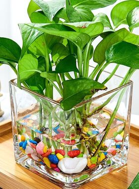 创意玻璃花盆绿萝白掌花瓶水培器皿水养植物瓶透明花器正方形容器