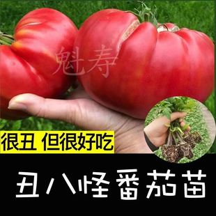 寿光非转基因老品种丑八怪牛排番茄巨型马蹄番茄四季 阳台盆栽蔬菜