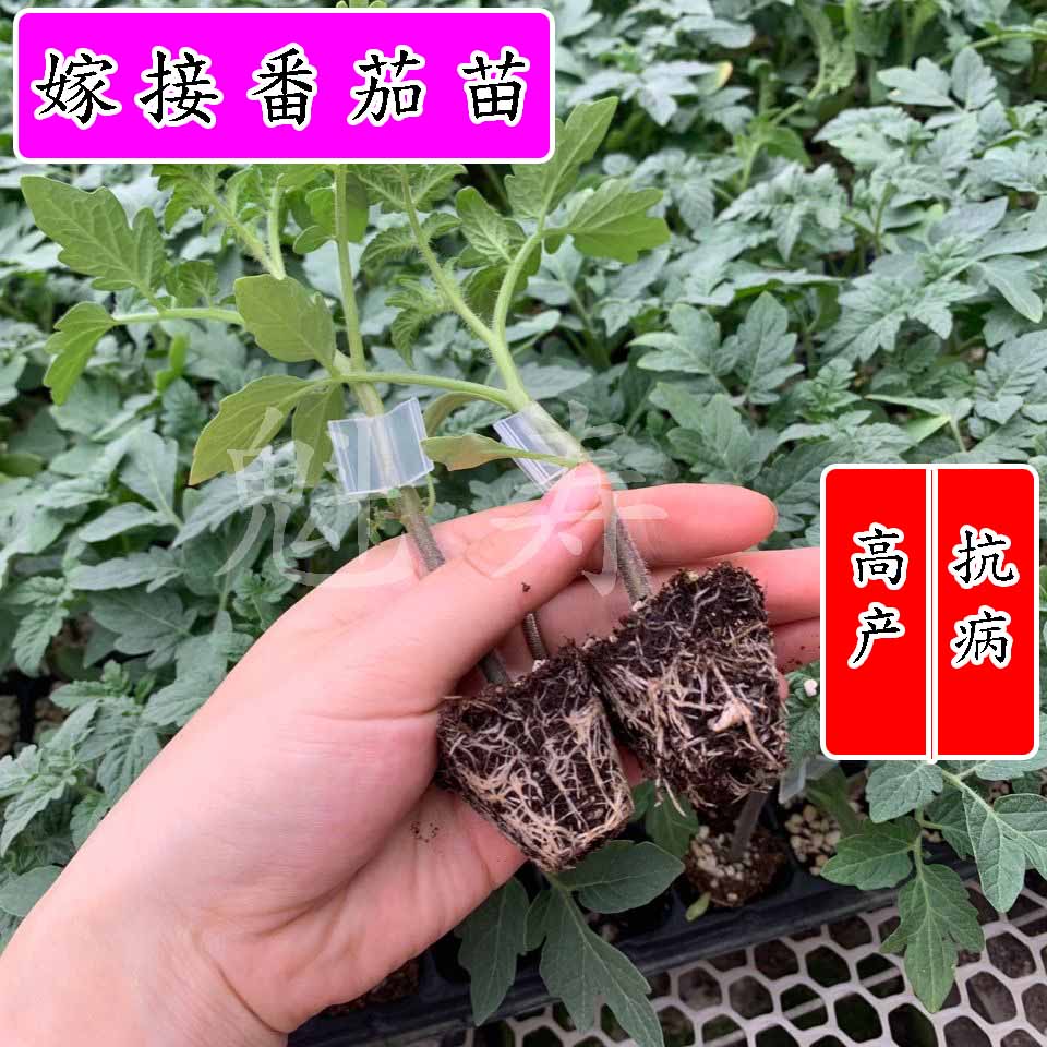 嫁接大红大粉番茄苗嫁接西红柿苗小番茄四季盆栽阳台秧苗蔬菜种苗