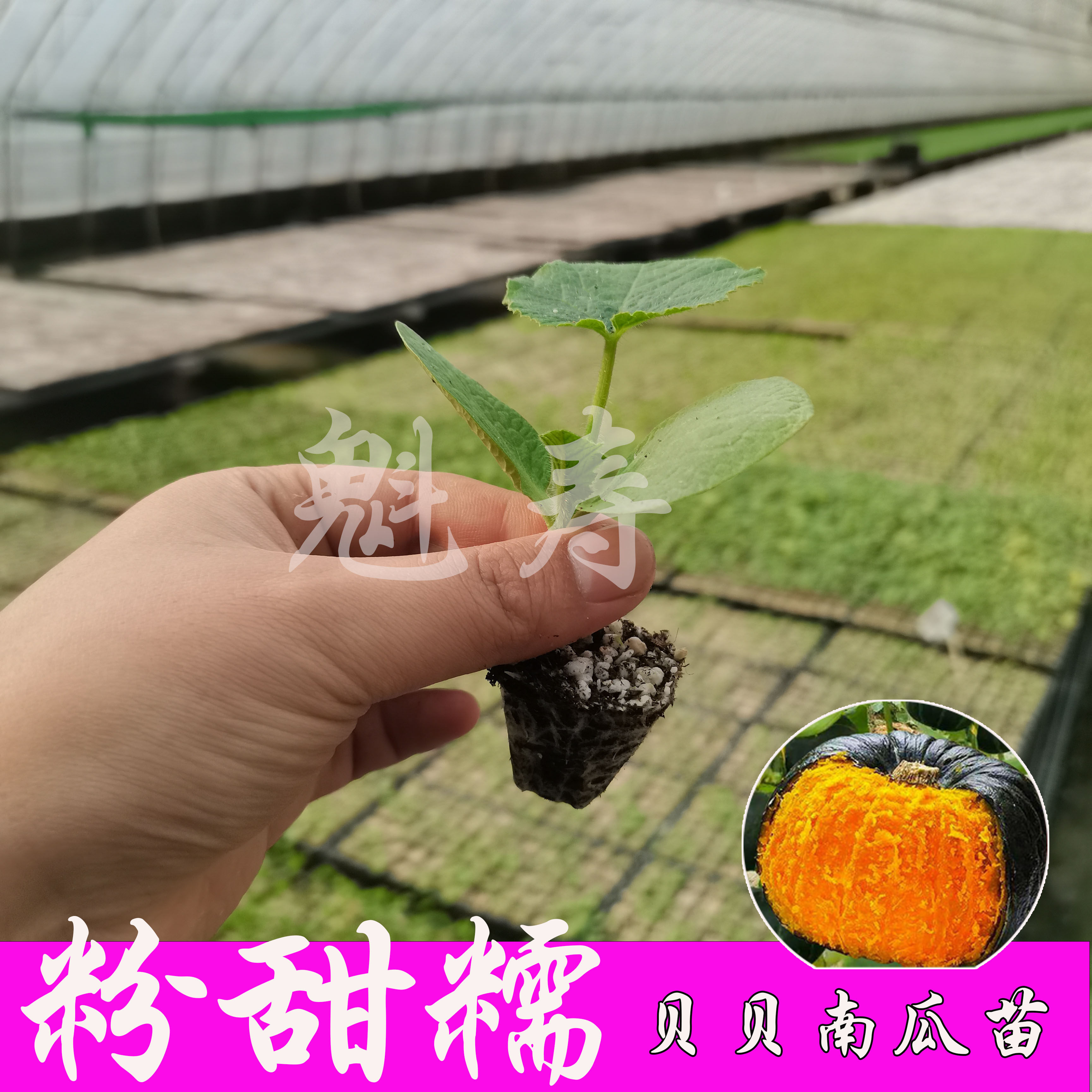 正宗真迷你贝贝南瓜苗秧香甜粉糯板栗小黄绿贝贝红栗大南瓜种子