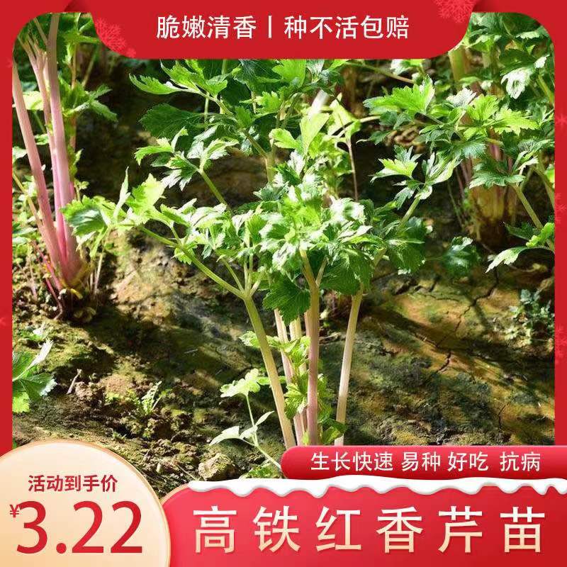高铁红香芹苗秧带土发货四季小香芹脆嫩高产红芹菜种子阳台盆栽