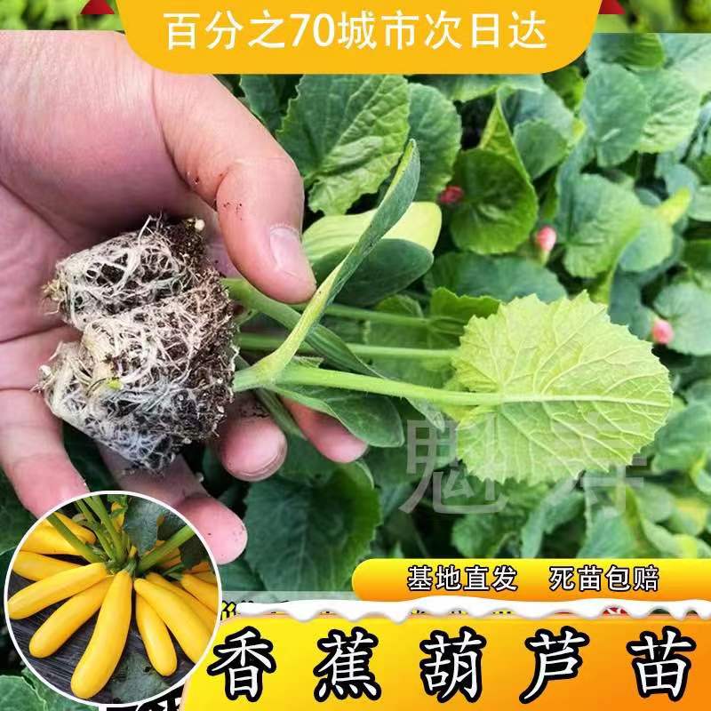 香蕉西葫芦种苗水果型一年四季黄色水果西葫芦角易种蔬菜种子大全 鲜花速递/花卉仿真/绿植园艺 种苗/半成品盆栽 原图主图