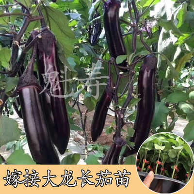 嫁接大龙长茄子苗子黑圆线茄苗大龙长茄种苗阳台盆栽蔬菜苗种子