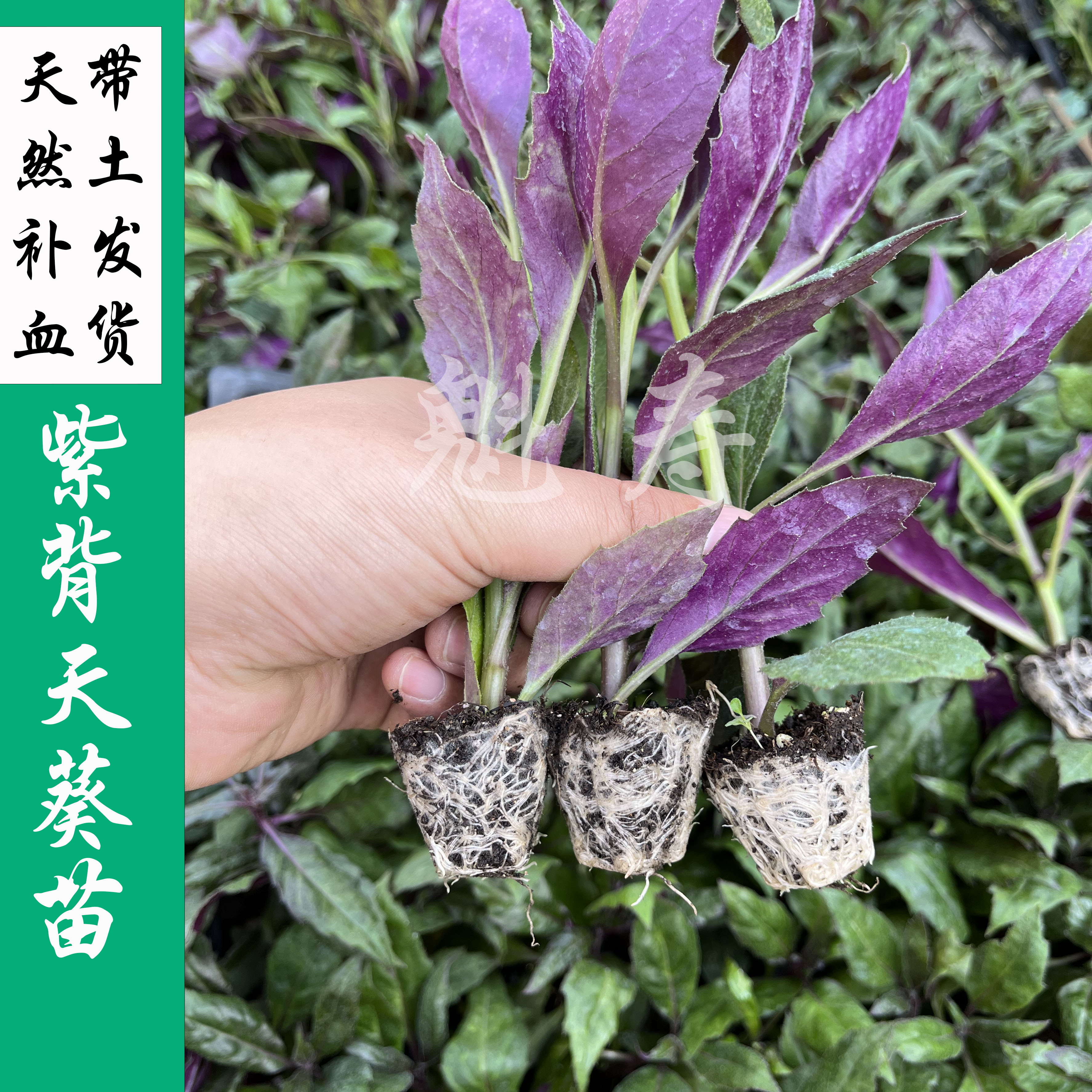 魁寿四季紫背绿面紫背菜高产