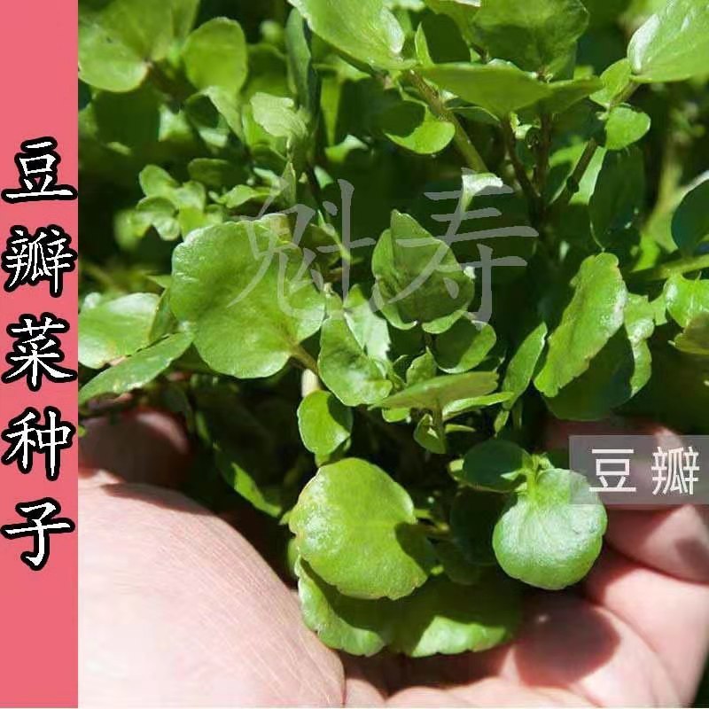 豆瓣菜种子西洋菜种籽青菜四季播盆栽水生野菜水芥菜种籽蔬菜种孑