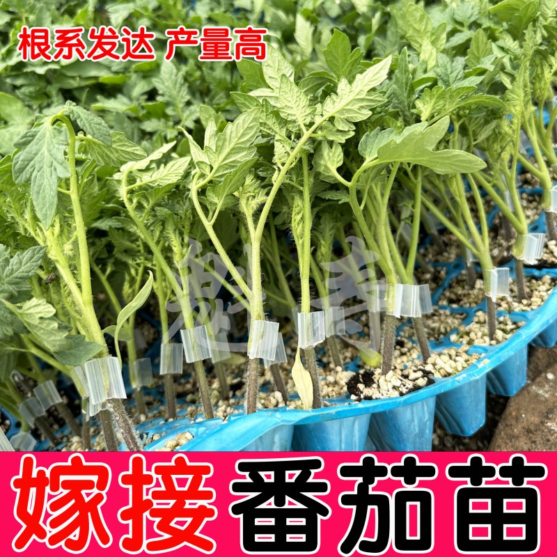 嫁接大红大粉番茄苗嫁接西红柿苗小番茄四季盆栽阳台秧苗蔬菜种苗