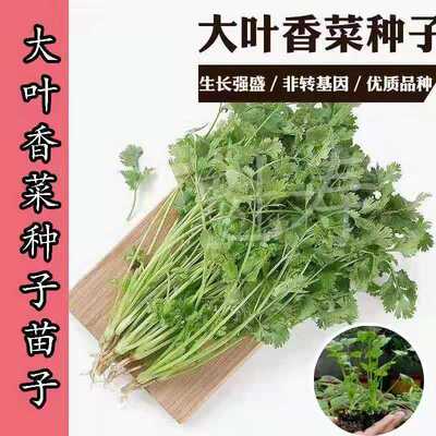 四季香菜种春夏质量可靠