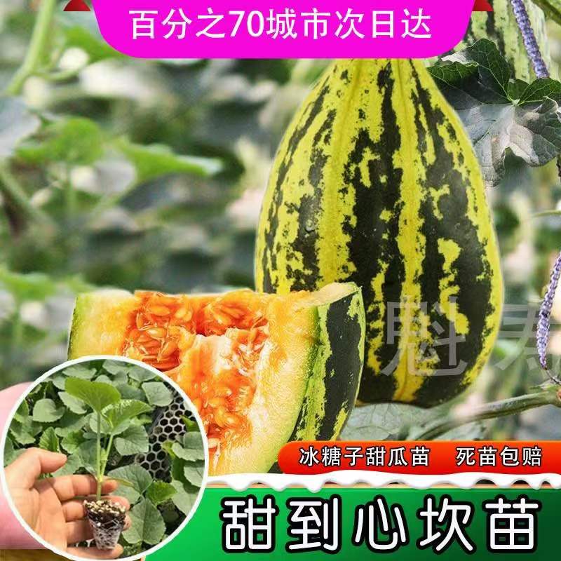 魁寿四季简单甜瓜便宜