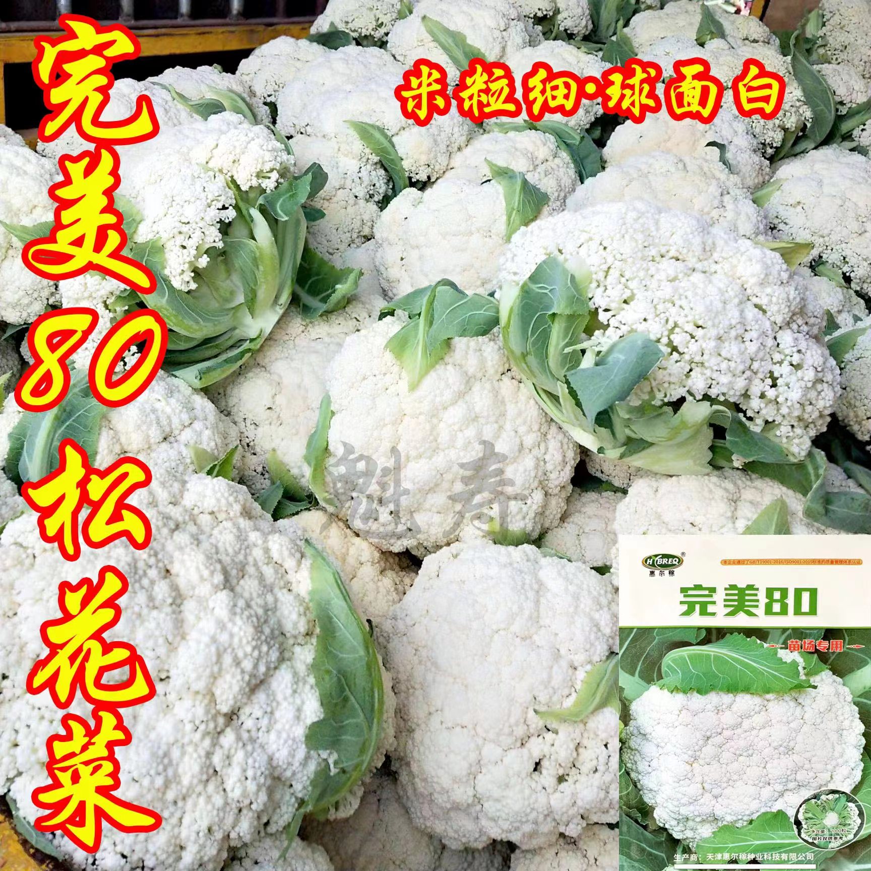 80松花菜种子白色花菜籽花椰菜种苗散花菜苗蔬菜种子秧苗甘蓝 鲜花速递/花卉仿真/绿植园艺 种苗/半成品盆栽 原图主图