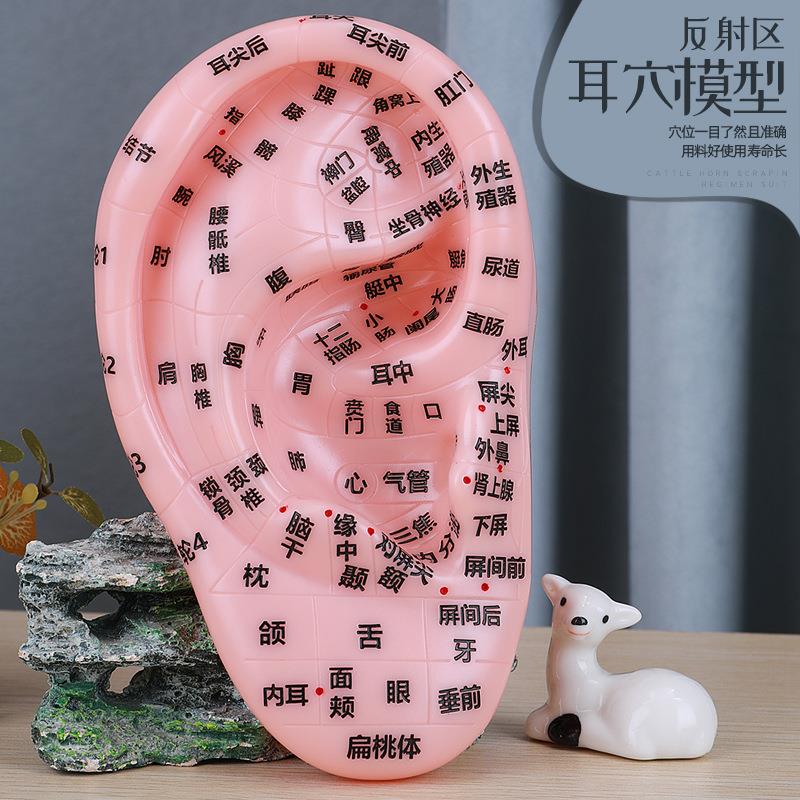 耳穴模型耳模型耳朵耳部反射区按摩穴位清晰刻字中医参考大号17CM
