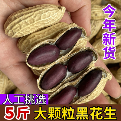 云南富硒黑花生花生高产种子紫皮云南富硒黑花生米带壳坚果零食