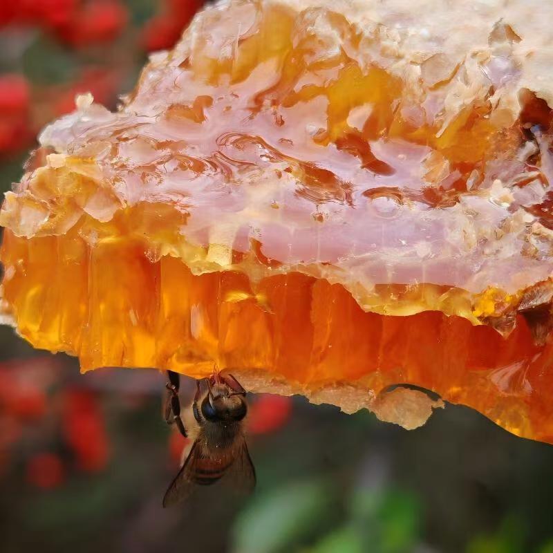 野生蜂巢蜜嚼着吃纯正天然老巢蜜正宗农家自产土蜂蜜蜂窝蜜瓶装