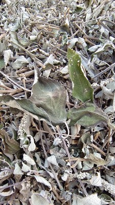 野坝子茶云南野生花草茶药材餐馆待客特色茶野坝子叶农家采摘晒干