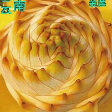 云南地涌金莲盆栽花卉矮胖金莲种子种苗客厅盆栽易栽培室内室外