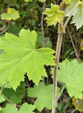 蛇泡簕粗叶悬钩子八月泡乌泡药食同源养生调理鲜根鲜茎叶