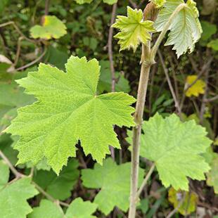 新鲜悬钩子根 中药材益母草 大叶蛇泡簕 八月泡根 乌泡刺根