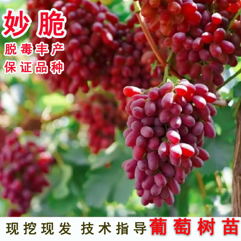 澳洲无籽玫瑰香红提树苖暗香妙脆葡萄苗树苗庭院爬藤南方北方种植