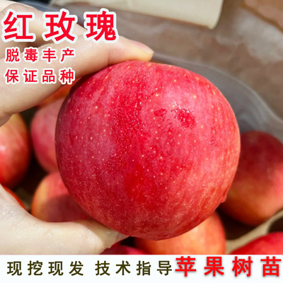 嫁接红玫瑰苹果树苗特大晚