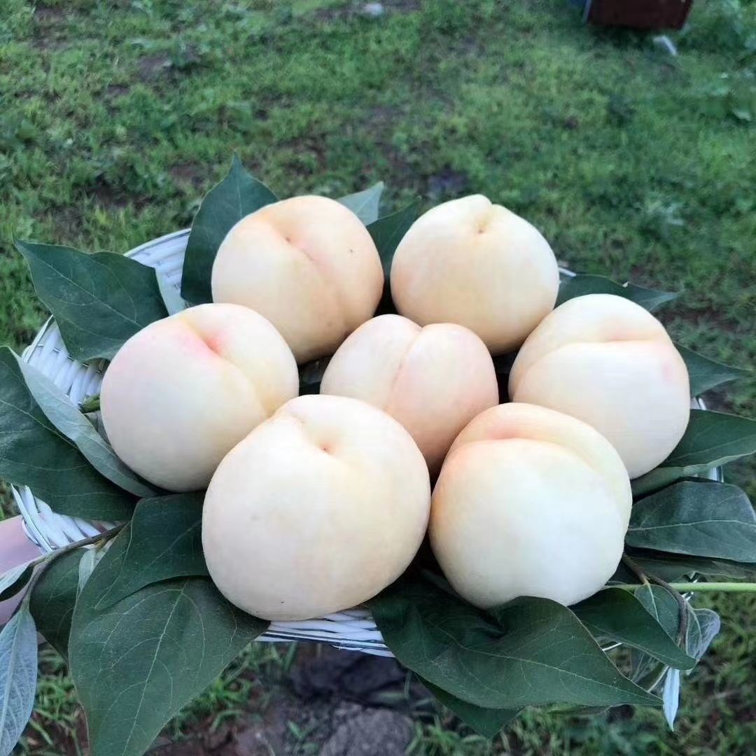 白桃树苗新品种白如玉桃树苗白如雪桃树苗留树时间长特耐贮运_虎窝淘
