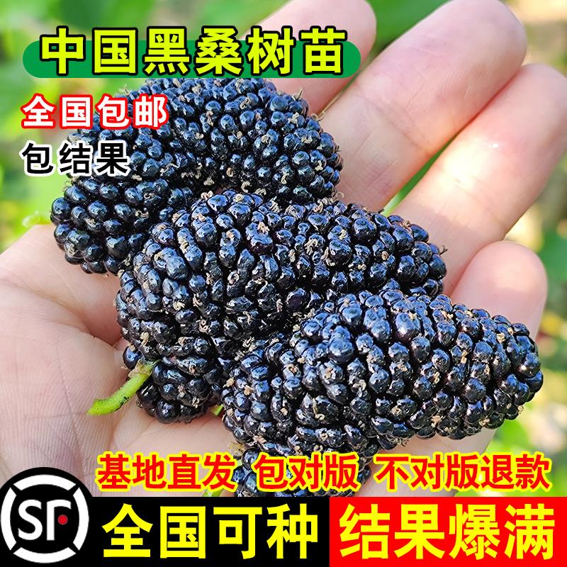 中国黑桑果苗甜葚树嫁接活