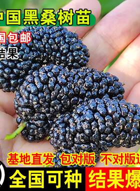 中国黑桑果苗甜葚树嫁接活