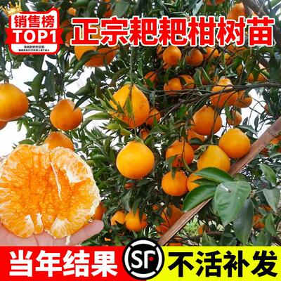 正宗四川耙柑树苗粑春见丑