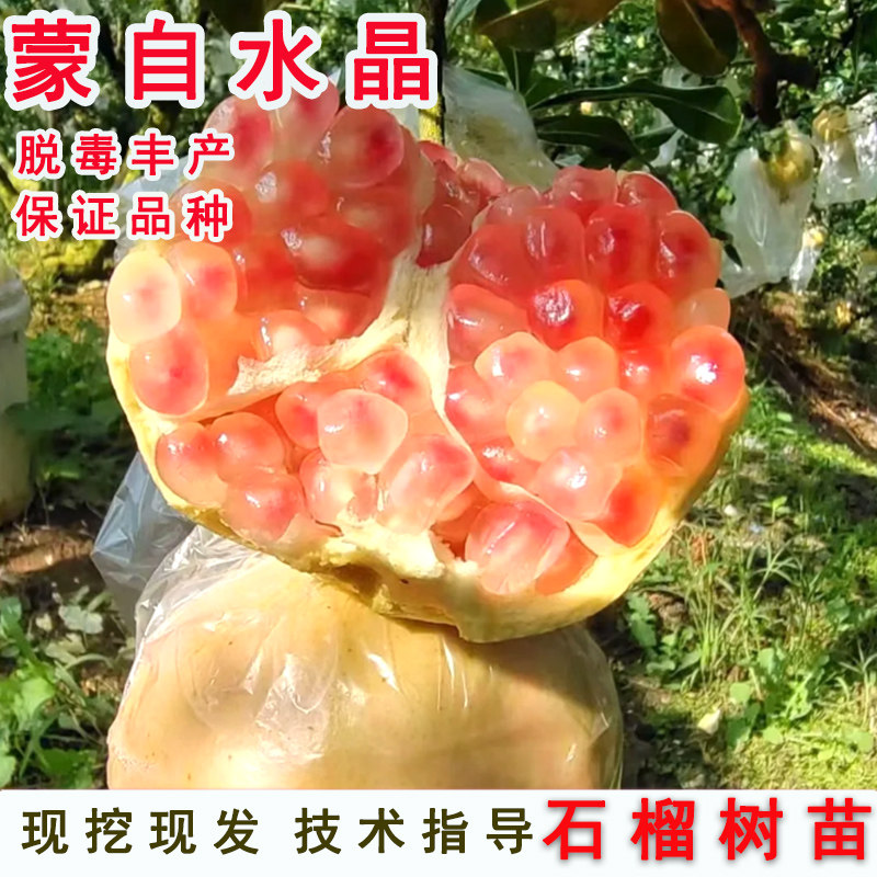 云南蒙自石榴树苗大甜薄皮绿籽软籽水晶石榴苗盆栽庭院盆地栽果树