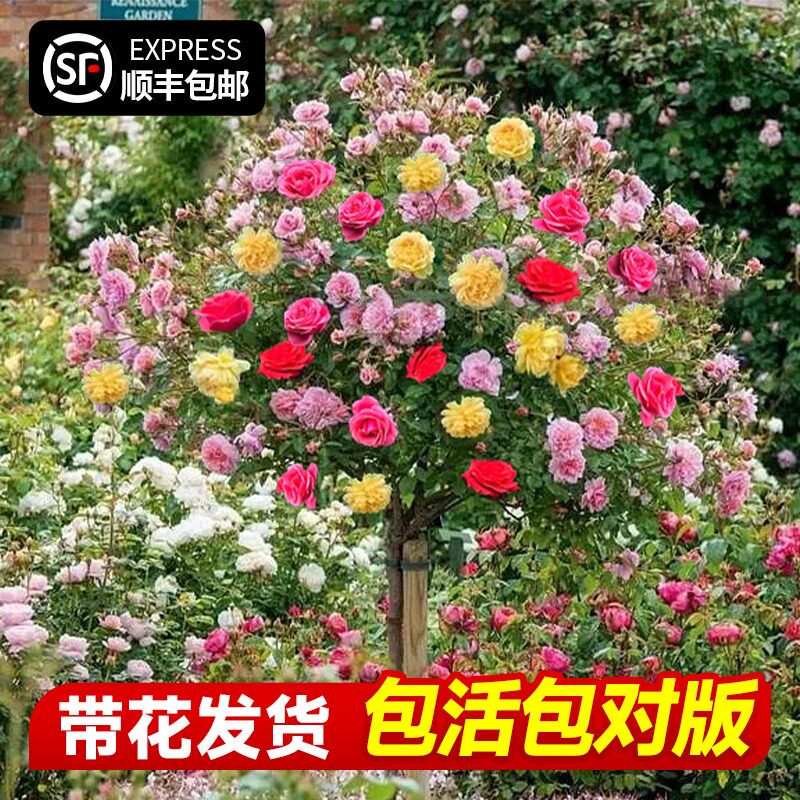 棒棒糖月季树桩阳台盆栽庭院花卉四季开大花彩虹蓝色风暴树状玫瑰