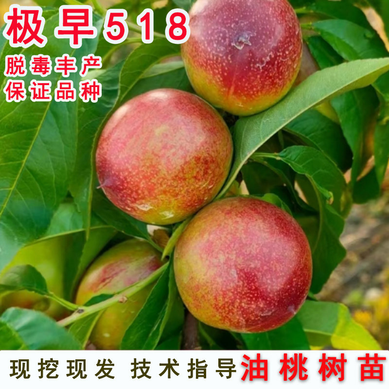 5月成熟桃树果苗嫁接极早518油桃树苗早熟脆甜油桃苗南方北方种植