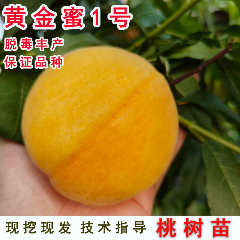 早熟6月成熟黄桃树苗嫁接新黄金蜜1号脆甜黄桃苗南方北方庭院种植